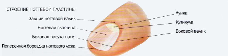 Расположение кутикулы на ногте
