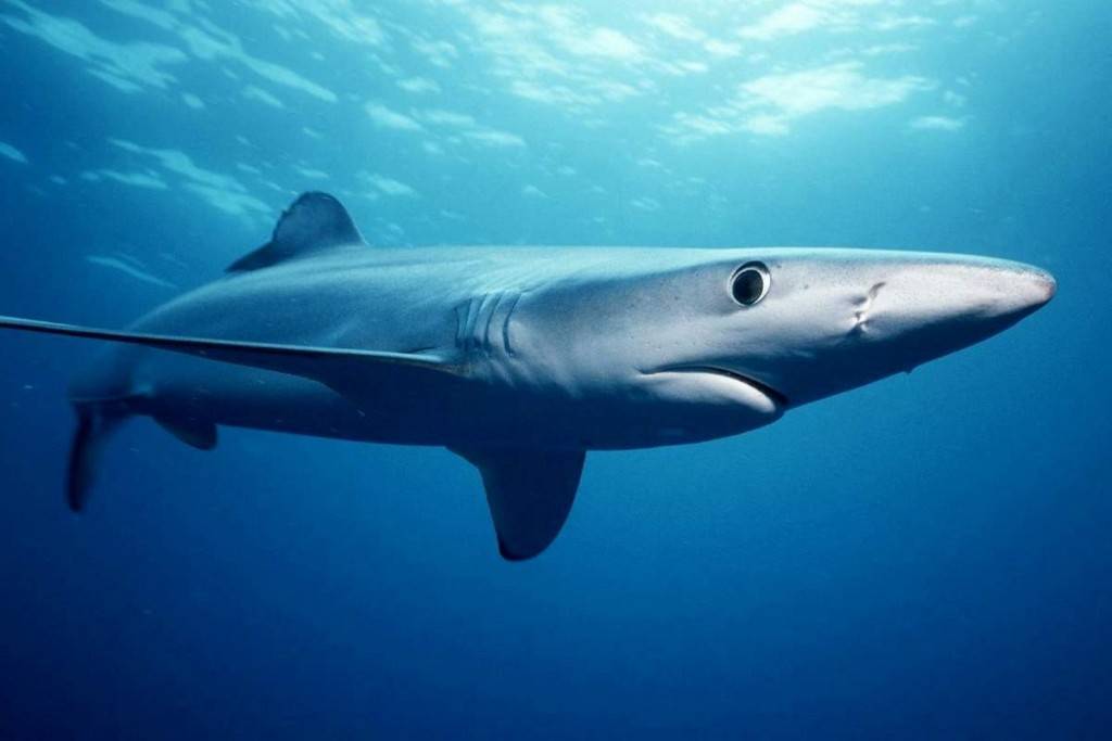 Акулий хрящ от Nutricare: подробно
