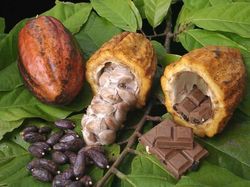 Масло какао, его свойства и способы применения!, фото № 2