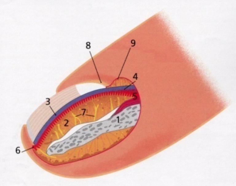 строение ногтя