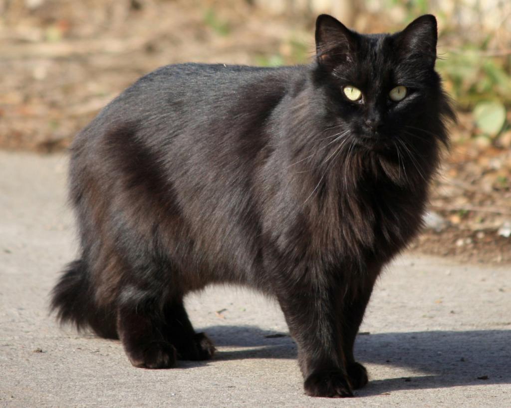 Черная кошка и суеверия