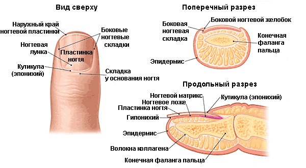 Строение ногтя