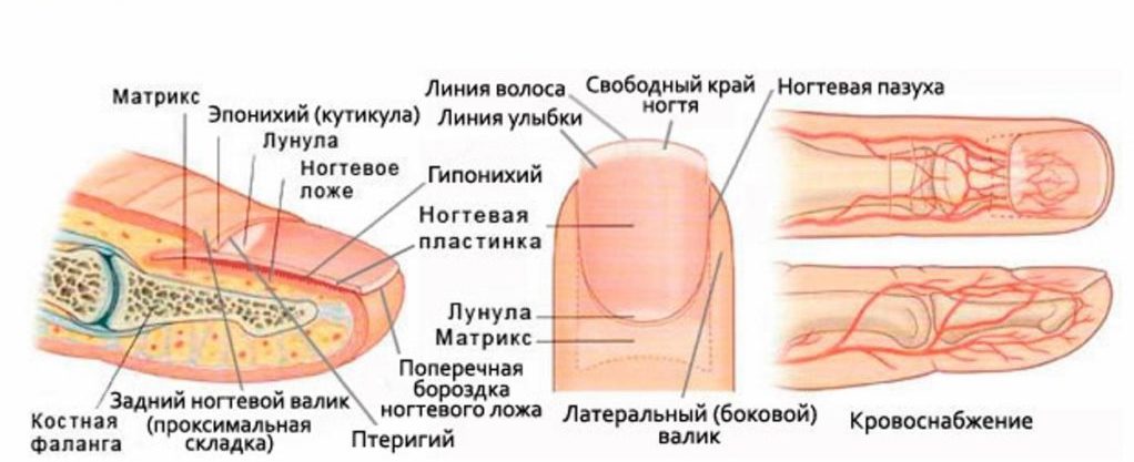 Питание ногтя