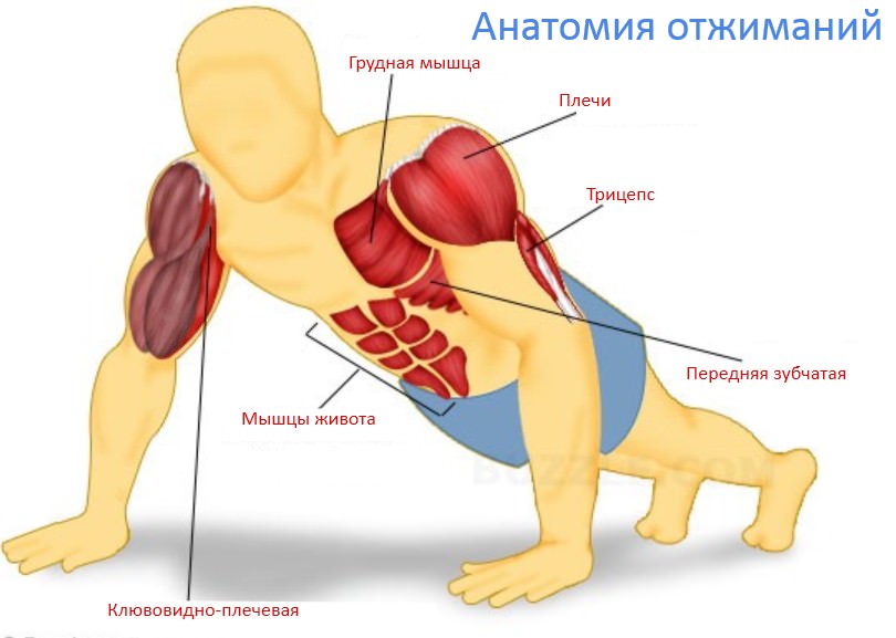 Задействованные мышцы