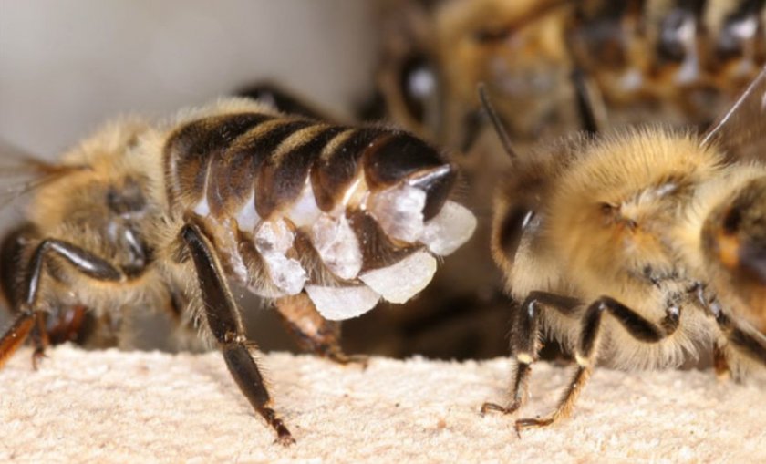 Восковые железы пчел