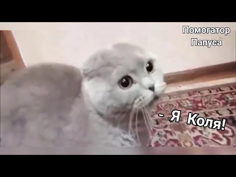 Говорящие коты! Лучшая подборка №11