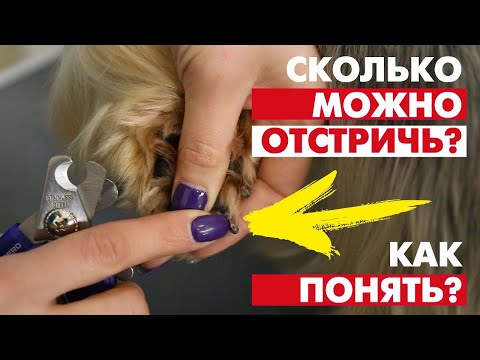 Когти у собак - как определить сколько можно отстричь?