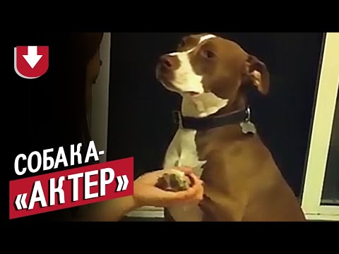 Собака очень не хочет стричь когти