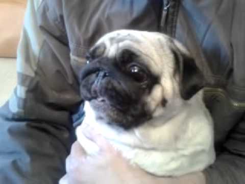 Мопс орёт  (pug screaming)