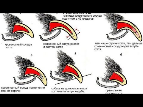 Как подстричь когти собаке. ТЕХНИКА.