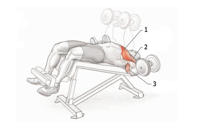 Сведение гантелей лежа на скамье с отрицательным наклоном