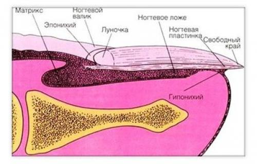 Ногти растут вверх. Что может повлиять на рост ногтей?