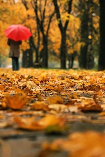 Красивые фото девушек осенью со спины с зонтом (20)