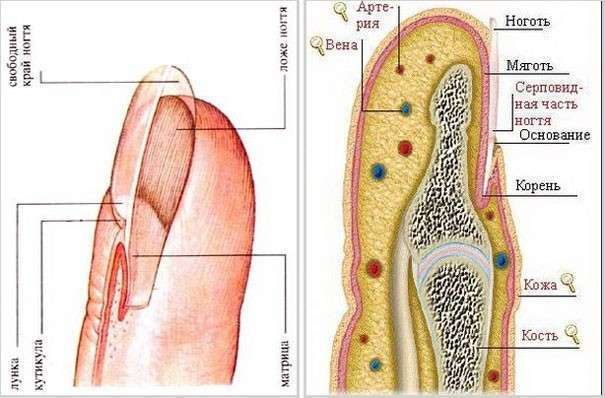 свободный край ногтя 