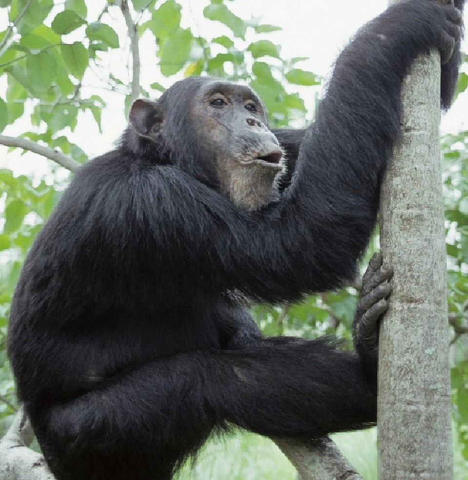 Длинные пальцы на ногах и гибкие ступни роднят нас с высшими приматами и позволяют записать обезьян нам в предки. 