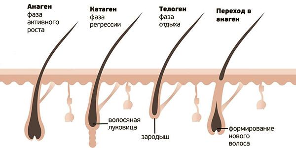 стадии роста волос