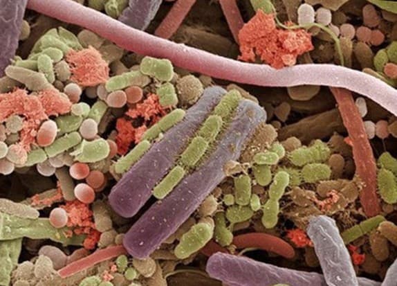 mikroby