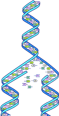 РНК primer.png