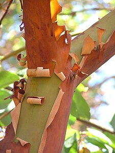 Pacific Madrone Arbutus menziesii Branch Fork 2120px.jpg