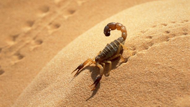 scorpion_1_20130112_1173914093.jpg