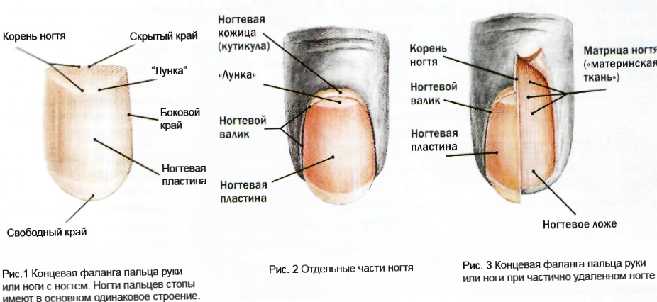 Строение ногтевой пластины